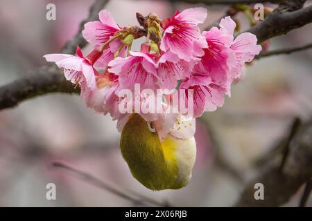 Warbling White-eye, Zosterops japonicus mangeant du nectar de fleur de cerisier Banque D'Images