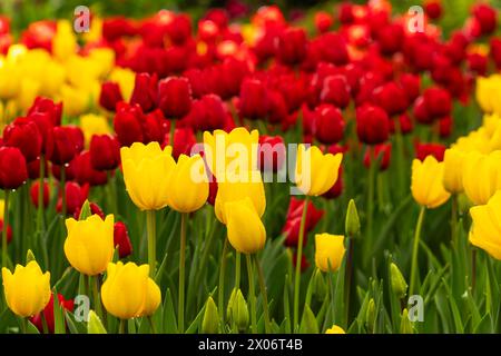 Champ de tulipes colorées champ de tulipes rouges nombreuses fleurs rouges fleurs de printemps champ de tulipes rouges tulipes jaunes tulipes fleurs roses champ Banque D'Images