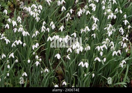 Moquette de Snowdrops Banque D'Images