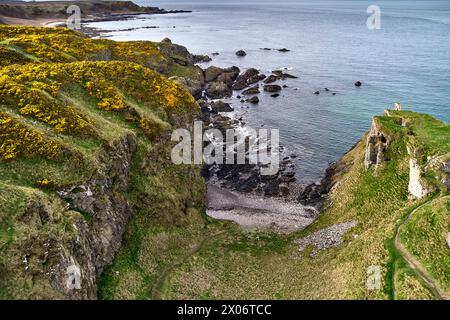 Château de Findlater Cullen Aberdeenshire regardant à travers la plage de sunnyside avec gorse jaune au printemps et les ruines sur une falaise formidable Banque D'Images