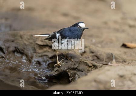 Petite queue de fourche, Enicurus scouleri gros plan d'un oiseau sur un rocher près de l'eau dans les montagnes de Taiwan Banque D'Images