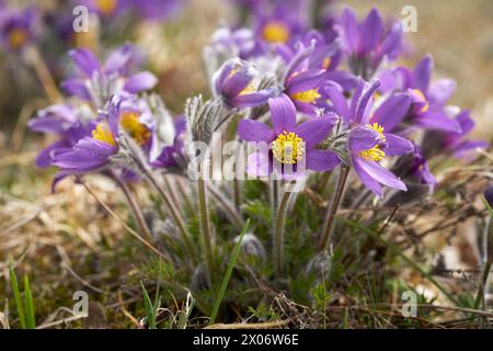 Kuhschellen bluehen am 20.03.2024 auf einer Magerwiese BEI Bad Lauterberg in Niederschsen, Deutschland Pasqueflower fleurit le 20 mars 2024 sur des prairies pauvres près de Bad Lauterberg, basse-saxe, Allemagne Banque D'Images