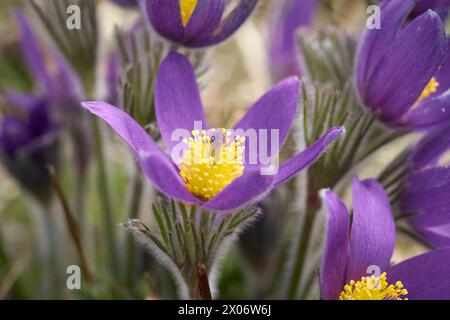 Kuhschellen bluehen am 20.03.2024 auf einer Magerwiese BEI Bad Lauterberg in Niederschsen, Deutschland Pasqueflower fleurit le 20 mars 2024 sur des prairies pauvres près de Bad Lauterberg, basse-saxe, Allemagne Banque D'Images