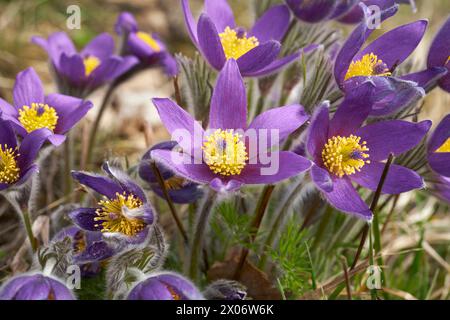 Kuhschellen bluehen am 20.03.2024 auf einer Magerwiese BEI Bad Lauterberg in Niederschsen, Deutschland Pasqueflower fleurit le 20 mars 2024 sur des prairies pauvres près de Bad Lauterberg, basse-saxe, Allemagne Banque D'Images