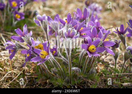 Kuhschellen bluehen am 20.03.2024 auf einer Magerwiese BEI Bad Lauterberg in Niederschsen, Deutschland Pasqueflower fleurit le 20 mars 2024 sur des prairies pauvres près de Bad Lauterberg, basse-saxe, Allemagne Banque D'Images