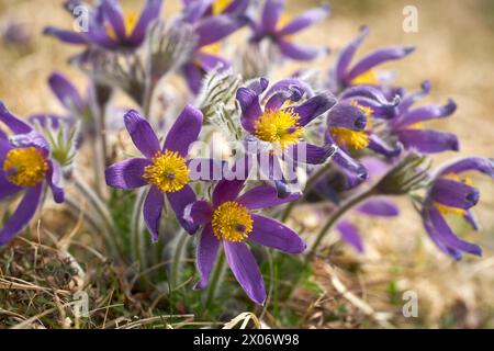 Kuhschellen bluehen am 20.03.2024 auf einer Magerwiese BEI Bad Lauterberg in Niederschsen, Deutschland Pasqueflower fleurit le 20 mars 2024 sur des prairies pauvres près de Bad Lauterberg, basse-saxe, Allemagne Banque D'Images