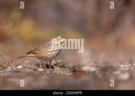 Pipit à dos d'olive, Anthus hodgsoni oiseau sur le sol dans la forêt Banque D'Images