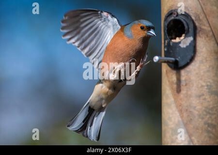 Un Chaffinch eurasien (Fringilla coelebs) arrive pour atterrir sur une mangeoire à oiseaux avec les ailes balayées vers l'arrière et les pieds tendus Banque D'Images