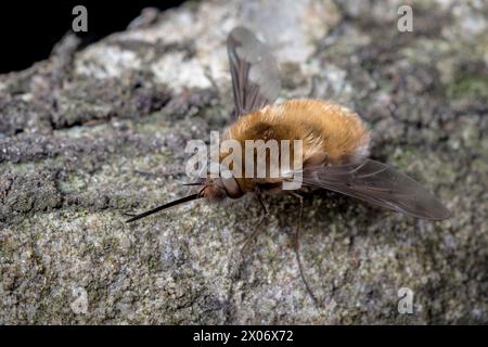 Une mouche d'abeille à bord sombre (Bombylius major) ressemblant à un avion à réaction extraterrestre. Cimetière de Ryhope, Sunderland, Royaume-Uni. Banque D'Images