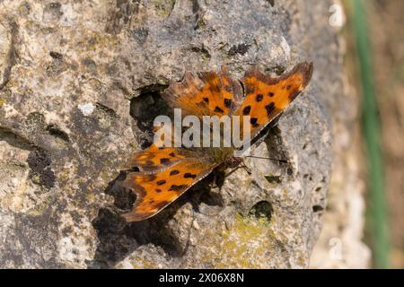 Une virgule colorée papillon (Polygonia c-album) repose sur une falaise ensoleillée montrant ses ailes imitant les feuilles. Tunstall, Sunderland, Royaume-Uni Banque D'Images