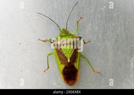 Une insecte blindée à motifs saisissants (Acanthosoma haemorrhoidale). Cimetière de Ryhope, Sunderland, Royaume-Uni Banque D'Images