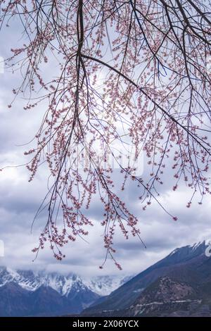 Lhassa, région autonome chinoise de Xizang. 2 avril 2024. Des fleurs de pêche sont aperçues près du village de Suosong à Nyingchi, dans la région autonome de Xizang au sud-ouest de la Chine, le 2 avril 2024. Crédit : Sun Fei/Xinhua/Alamy Live News Banque D'Images