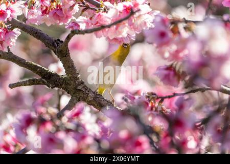 Warbling White-eye, Zosterops japonicus mangeant du nectar de fleur de cerisier Banque D'Images