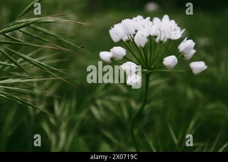 Fleurs blanches en fleurs dans le jardin de printemps. Plante en floraison printanière sur fond vert foncé. Allium neapolitanum (Naples Leek) Îles maltaises flore Banque D'Images