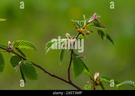 Feuille de charme au soleil. Branche de charme avec feuilles vertes fraîches. Magnifique fond vert naturel. Lames de ressort. Banque D'Images