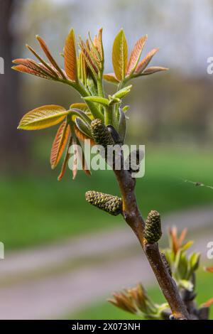 Brindilles de noyer au printemps, feuilles de noyer et chatons en gros plan. Fleurs de noyer, jeunes feuilles de l'arbre au printemps, nature à l'extérieur. Banque D'Images