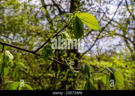 Feuille de charme au soleil. Branche de charme avec feuilles vertes fraîches. Magnifique fond vert naturel. Lames de ressort. Banque D'Images