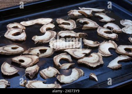 Alant, Echter Alant, Wurzel, Wurzeln, Wurzelstock, Wurzelernte, Wurzeln werden mit Messer zerkleinert und auf einem Ofenblech getrocknet, Helenenkraut Banque D'Images