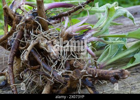 Alant, Echter Alant, Wurzel, Wurzeln, Wurzelstock, Wurzelernte, Helenkraut, Inula helenium, elecampane, Scabwort, Horse-Heal, elfdock, Marchalan, Ro Banque D'Images