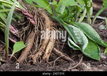 Alant, Echter Alant, Wurzel, Wurzeln, Wurzelstock, Wurzelernte, Helenkraut, Inula helenium, elecampane, Scabwort, Horse-Heal, elfdock, Marchalan, Ro Banque D'Images