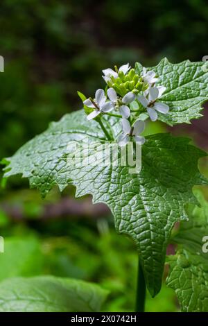 Fleurs de moutarde à l'ail Alliaria petiolata gros plan. Alliaria petiolata, ou moutarde à l'ail, est une plante à fleurs bisannuelle de la famille des moutarde Brassic Banque D'Images