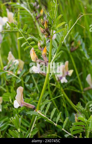 Vicia lutea - Etch jaune lisse. Fleurs sauvages printanières par une journée ensoleillée dans la prairie. Banque D'Images