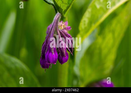 Dans la prairie, parmi les herbes sauvages, la comfréy Symphytum officinale fleurit. Banque D'Images