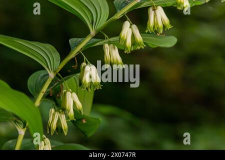 Polygonatum multiflorum, le phoque de Salomon, la harpe de David, le phoque d'échelle au ciel ou le phoque de Salomon eurasien, est une espèce de plante à fleurs de la famille Banque D'Images