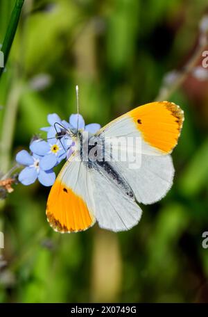 Orange pointe nectaring sur les fleurs oubliées. Réserve naturelle des réservoirs de Molesey, West Molesey, Surrey. Banque D'Images