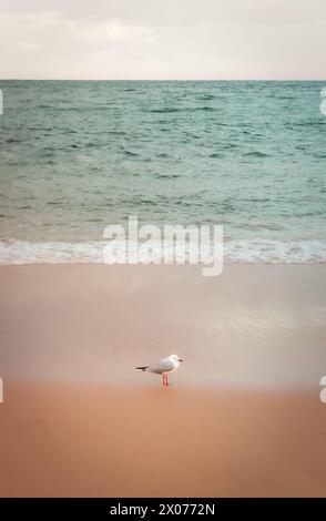 Seagull's Paradise : un havre côtier serein avec des sables roses, des eaux cristallines et un soleil éclatant Banque D'Images