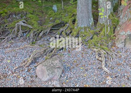 Gros plan des racines d'arbres sur un sol rocheux en été. Banque D'Images