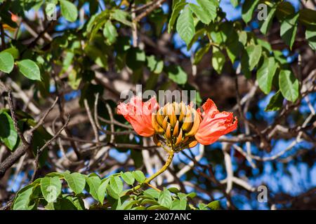 Tulipe africaine à Tenerife Banque D'Images