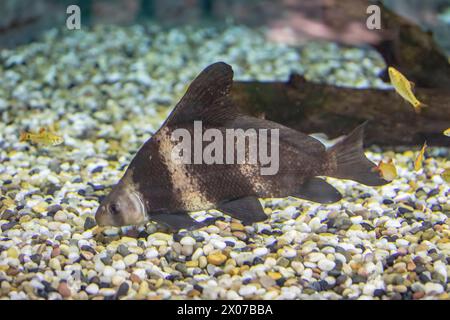 Le requin bagué chinois (Myxocyprinus asiaticus) est un poisson d'aquarium d'eau douce populaire. Il a considérablement diminué en raison de la pollution, des barrages, Banque D'Images