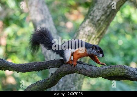 Écureuil tricoloré asiatique est sur l'arbre 22 août 2018. C'est une espèce de rongeur de la famille des Sciuridae que l'on trouve en forêt dans le Thai-Malay Banque D'Images