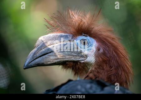 La femelle à casques noirs (Ceratogymna atrata). Il est largement répandu dans la forêt tropicale africaine. La population diminue. Banque D'Images