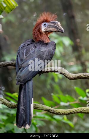 La femelle à casques noirs (Ceratogymna atrata). Il est largement répandu dans la forêt tropicale africaine. La population diminue. Banque D'Images