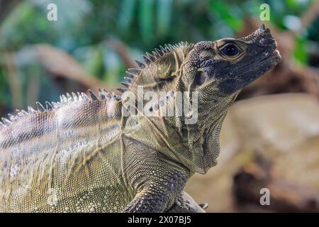 Le lézard à voile philippin (Hydrosaurus pustulatus) est un lézard ovipare endémique de plusieurs îles qui composent les Philippines Banque D'Images