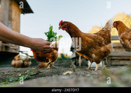 Gros plan de poulets mangeant des légumes verts d'une main humaine. Banque D'Images