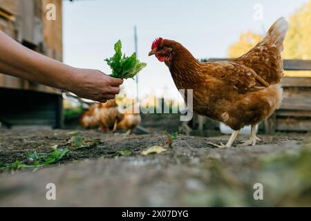 Un gros plan de poule rouge pique l'herbe des mains d'un agriculteur. Banque D'Images