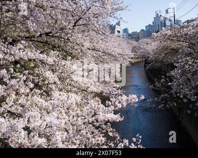 (240410) -- TOKYO, 10 avril 2024 (Xinhua) -- cette photo prise le 10 avril 2024 montre des cerisiers en fleurs près de la rivière Kanda à Tokyo, au Japon. (Xinhua/Zhang Xiaoyu) Banque D'Images