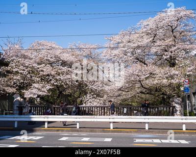 (240410) -- TOKYO, 10 avril 2024 (Xinhua) -- les gens voient des cerisiers en fleurs près de la rivière Kanda à Tokyo, Japon, 10 avril 2024. (Xinhua/Zhang Xiaoyu) Banque D'Images