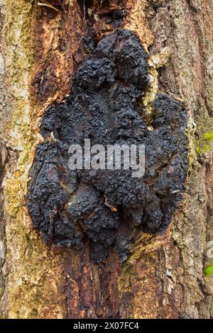 Champignon chaga (Inonotus obliquus) poussant sur le tronc d'arbre en automne. Banque D'Images