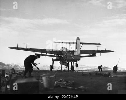 ESSAIS AÉRIENS D'UN PORTEUR. JANVIER 1945, À BORD DU PORTE-AVIONS LÉGER HMS VENGEANCE DANS LA CLYDE. - Un Fairey Barracuda accélérant avec une torpille factice Banque D'Images