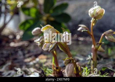 Rose de Noël fleurissant dans le jardin. Banque D'Images