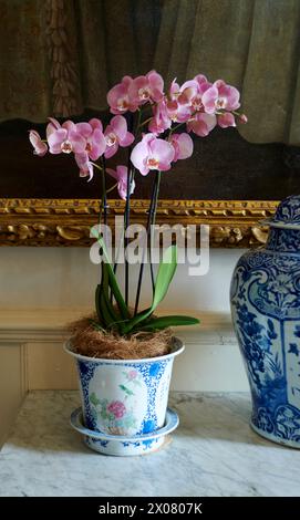 Orchidées Phalaenopsis dans un vase japanees antque Banque D'Images