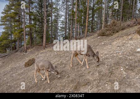 Deux cerfs mulets (Odocoileus hemionus) broutant sur une pente aride dans le parc national Banff, Alberta, Canada Banque D'Images