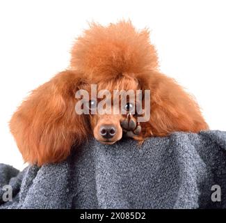 Portrait drôle de chien caniche mignon avec patte isilated sur fond blanc Banque D'Images