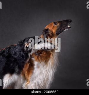 Deux chiens de chasse russes de couleur noire et rouge sighthounds sur fond noir Banque D'Images