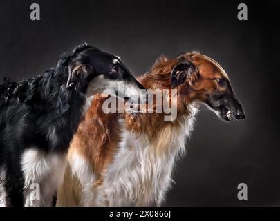 Studio shot de belles couleurs noir et rouge russes de chasse sighthounds chiens isolés sur fond noir Banque D'Images