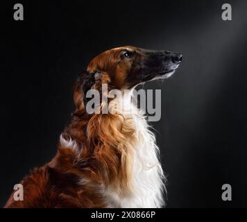 Portrait de beau chien sighthound russe dans le studio isolé sur fond noir Banque D'Images